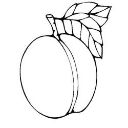 Malvorlage: Aprikose (Essen und Ernährung) #184241 - Kostenlose Malvorlagen zum Ausdrucken