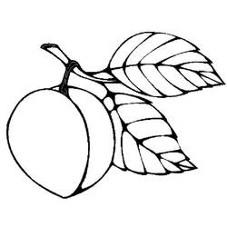 Malvorlage: Aprikose (Essen und Ernährung) #184242 - Kostenlose Malvorlagen zum Ausdrucken