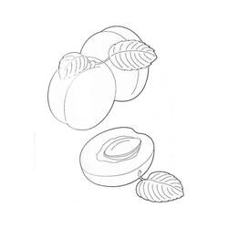 Malvorlage: Aprikose (Essen und Ernährung) #184244 - Kostenlose Malvorlagen zum Ausdrucken