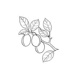 Malvorlage: Aprikose (Essen und Ernährung) #184248 - Kostenlose Malvorlagen zum Ausdrucken