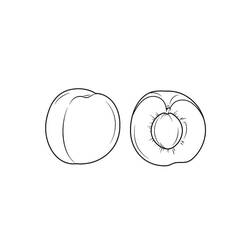 Malvorlage: Aprikose (Essen und Ernährung) #184253 - Kostenlose Malvorlagen zum Ausdrucken