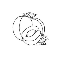 Malvorlage: Aprikose (Essen und Ernährung) #184258 - Kostenlose Malvorlagen zum Ausdrucken