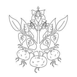 Malvorlage: Kartoffel (Essen und Ernährung) #207423 - Kostenlose Malvorlagen zum Ausdrucken