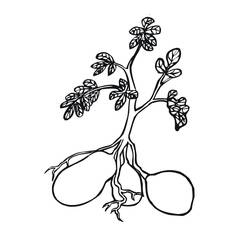 Malvorlage: Kartoffel (Essen und Ernährung) #207424 - Kostenlose Malvorlagen zum Ausdrucken