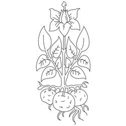 Malvorlage: Kartoffel (Essen und Ernährung) #207425 - Kostenlose Malvorlagen zum Ausdrucken