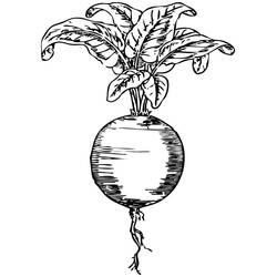 Malvorlage: Rote Bete (Essen und Ernährung) #213791 - Kostenlose Malvorlagen zum Ausdrucken