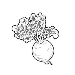 Malvorlage: Rote Bete (Essen und Ernährung) #213812 - Kostenlose Malvorlagen zum Ausdrucken