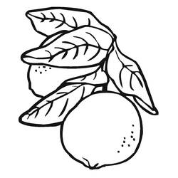 Malvorlage: Zitrone (Essen und Ernährung) #185017 - Kostenlose Malvorlagen zum Ausdrucken