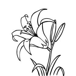 Malvorlage: Lilie (Natur und Jahreszeiten) #182392 - Kostenlose Malvorlagen zum Ausdrucken