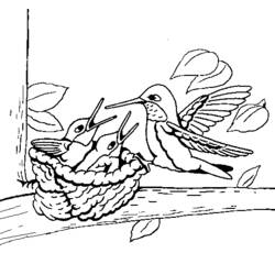 Malvorlage: Kolibri (Tiere) #3796 - Kostenlose Malvorlagen zum Ausdrucken