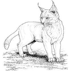 Malvorlage: Luchs (Tiere) #10790 - Kostenlose Malvorlagen zum Ausdrucken