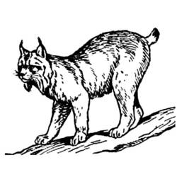 Malvorlage: Luchs (Tiere) #10812 - Kostenlose Malvorlagen zum Ausdrucken