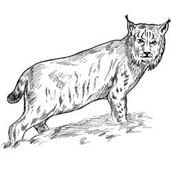 Malvorlage: Luchs (Tiere) #10819 - Kostenlose Malvorlagen zum Ausdrucken