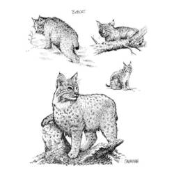 Malvorlage: Luchs (Tiere) #10875 - Kostenlose Malvorlagen zum Ausdrucken