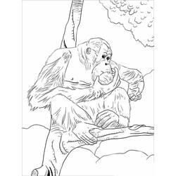 Malvorlage: Orang-Utan (Tiere) #191571 - Kostenlose Malvorlagen zum Ausdrucken