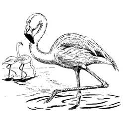 Malvorlage: Rosa Flamingo (Tiere) #198758 - Kostenlose Malvorlagen zum Ausdrucken