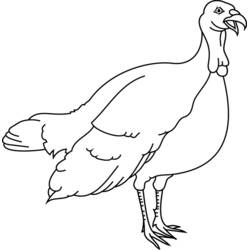 Malvorlage: Truthahn (Tiere) #5308 - Kostenlose Malvorlagen zum Ausdrucken