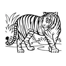 Zeichnungen zum Ausmalen: Wilde / Dschungeltiere - Kostenlose Malvorlagen zum Ausdrucken