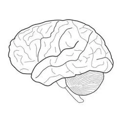 Human Brain Ausmalbild #185387 zum Ausdrucken und Ausmalen