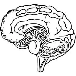 Human Brain Ausmalbild #185388 zum Ausdrucken und Ausmalen