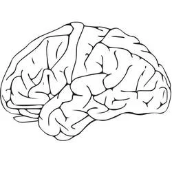 Human Brain Ausmalbild #185391 zum Ausdrucken und Ausmalen