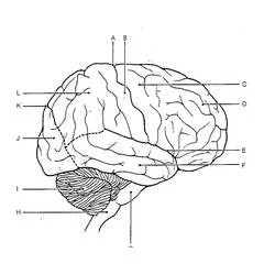 Human Brain Ausmalbild #185392 zum Ausdrucken und Ausmalen