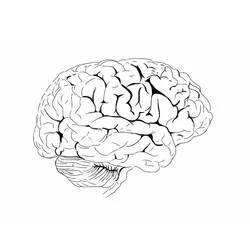 Human Brain Ausmalbild #185393 zum Ausdrucken und Ausmalen