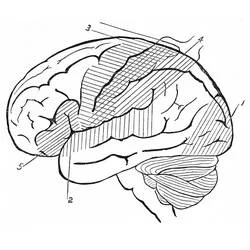 Human Brain Ausmalbild #185394 zum Ausdrucken und Ausmalen