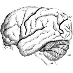 Human Brain Ausmalbild #185395 zum Ausdrucken und Ausmalen
