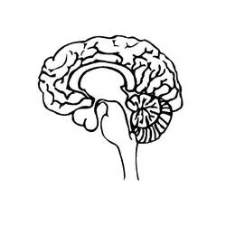 Human Brain Ausmalbild #185396 zum Ausdrucken und Ausmalen