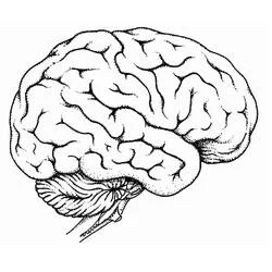 Human Brain Ausmalbild #185397 zum Ausdrucken und Ausmalen