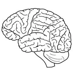 Human Brain Ausmalbild #185398 zum Ausdrucken und Ausmalen