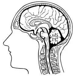 Human Brain - Kostenlose Ausmalbilder zum Ausdrucken