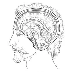 Human Brain Ausmalbild #185401 zum Ausdrucken und Ausmalen