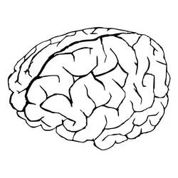 Human Brain Ausmalbild #185402 zum Ausdrucken und Ausmalen