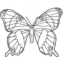 Malvorlage Schmetterling mit symmetrischen Flügeln und feinen Mustern