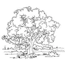 Malvorlage Großer Baum mit dichtem Laub auf einer Wiese