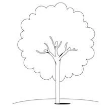 Malvorlage Baum mit großer, runder Blätterkrone