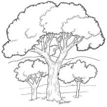 Malvorlage Großer Baum mit runder Krone in einer Landschaft