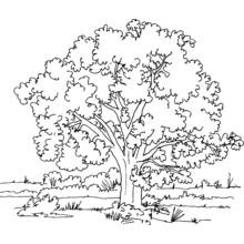 Malvorlage Baum mit dichter Blätterkrone auf einer Wiese