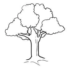 Malvorlage Baum mit runder, üppiger Baumkrone