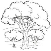Malvorlage Großer Baum mit zwei kleineren Bäumen in einer Landschaft