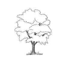 Malvorlage Großer Baum mit buschiger Krone