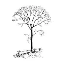 Malvorlage Baum mit kahlen Ästen neben einem Zaun
