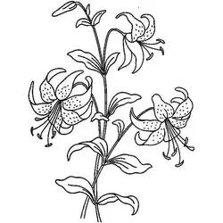 Malvorlage Lilienzweig mit drei geöffneten Blüten