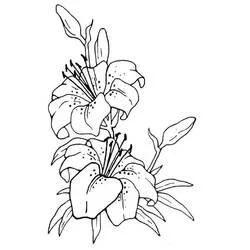 Malvorlage Blühende Lilienblüten