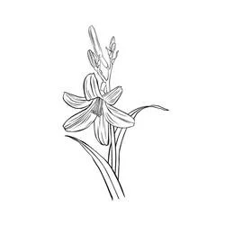 Malvorlage Lilie mit Knospen und Stiel