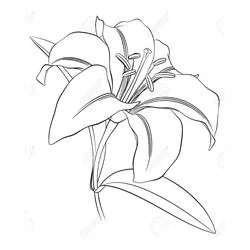 Lilie Ausmalbild #182397 zum Ausdrucken und Ausmalen