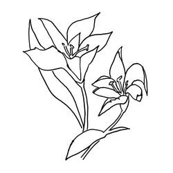 Malvorlage Lilien in Blüte