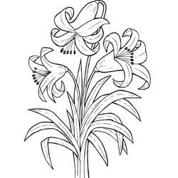Malvorlage Lilien in voller Blüte